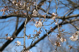 城址公園