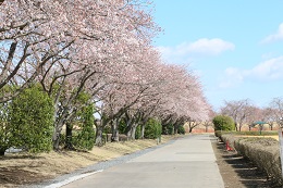桃畑緑地公園 桃畑緑地公園