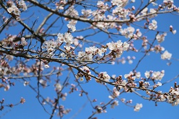 桃畑緑地公園 桃畑緑地公園