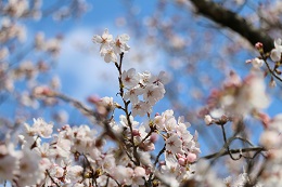 しらさぎ公園