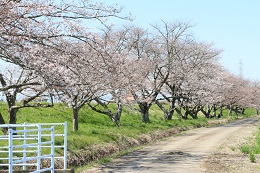 田川さくら堤 田川さくら堤