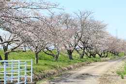 田川さくら堤