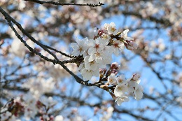 田川さくら堤