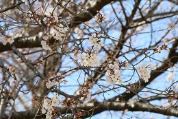 城址公園