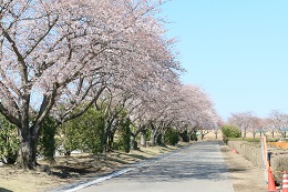 桃畑緑地公園 桃畑緑地公園
