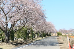 桃畑緑地公園