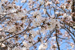 桃畑緑地公園 桃畑緑地公園