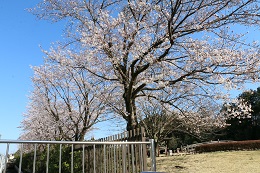 しらさぎ公園