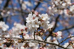 しらさぎ公園 しらさぎ公園