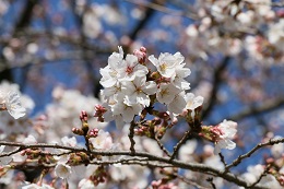 しらさぎ公園