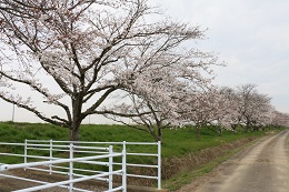 田川さくら堤