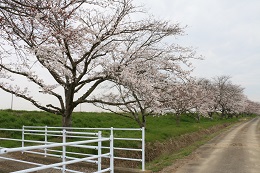 田川さくら堤