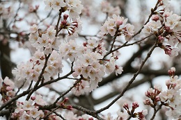 桃畑緑地公園 桃畑緑地公園