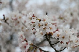 しらさぎ公園