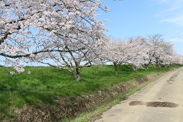 田川さくら堤 田川さくら堤