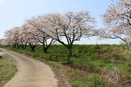 田川さくら堤 田川さくら堤