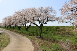 田川さくら堤