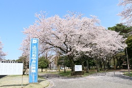 富士山公園 富士山公園