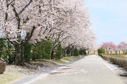 桃畑緑地公園 桃畑緑地公園