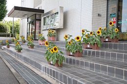 ひまわり (4) ひまわり (4)