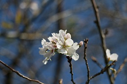 桜