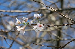 桜