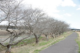 田川さくら堤 03.14 田川さくら堤 03.14