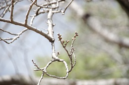 富士山公園 03.14