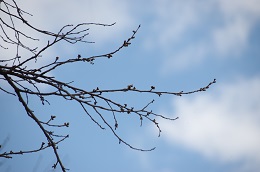 城址公園 03.14 城址公園 03.14