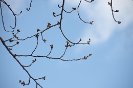 桃畑緑地公園 03.14 桃畑緑地公園 03.14