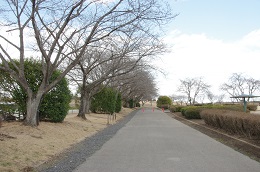 桃畑緑地公園 03.14