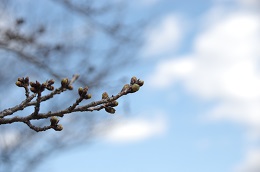 しらさぎ公園 03.14