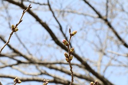 しらさぎ公園 03.16 (1) しらさぎ公園 03.16 (1)