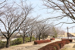 しらさぎ公園 03.16 (2) しらさぎ公園 03.16 (2)