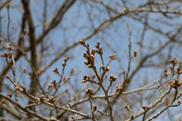 蓼沼親水公園 03.16 (1) 蓼沼親水公園 03.16 (1)