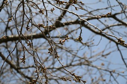 桃畑緑地公園 03.16 (1) 桃畑緑地公園 03.16 (1)