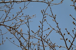 城址公園 03.16 (1) 城址公園 03.16 (1)