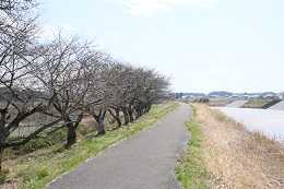 田川さくら堤 03.16 (2)