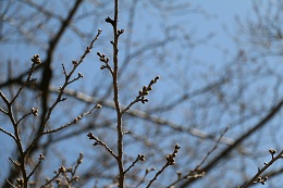 富士山公園 03.16 (1)