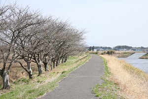 田川さくら堤 03.17 (2)
