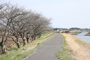 田川さくら堤 03.17 (2) 田川さくら堤 03.17 (2)
