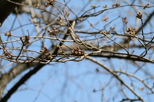 富士山公園 03.17 (1)