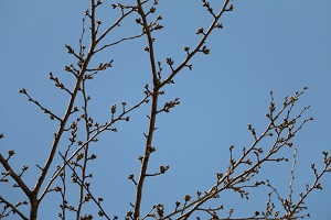 城址公園 03.17 (1) 城址公園 03.17 (1)
