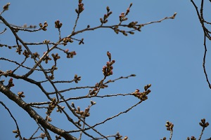 桃畑緑地公園 03.17 (1) 桃畑緑地公園 03.17 (1)