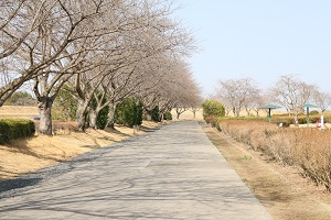 桃畑緑地公園 03.17 (2) 桃畑緑地公園 03.17 (2)