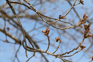 蓼沼親水公園 03.17 (1) 蓼沼親水公園 03.17 (1)
