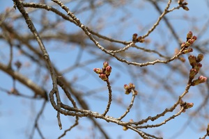 蓼沼親水公園 03.17 (1)