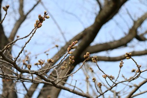 しらさぎ公園 03.17 (1) しらさぎ公園 03.17 (1)