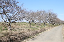 田川さくら堤 03.18 田川さくら堤 03.18