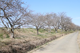 田川さくら堤 03.18